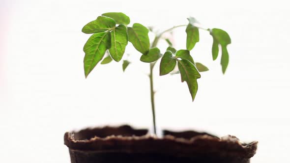 Small Pretty Seedling of Tomato