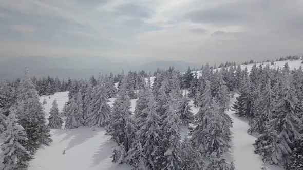 Snowy Forest Landscape Winter