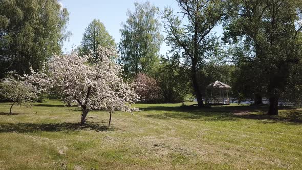 Blooming apple orchard 06