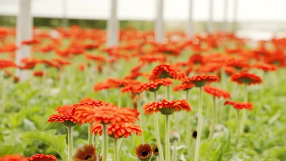 Gerbera flowers in many colors growing inside a large greenhouse