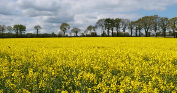 Field of rapeseed (Brassica napus), in the Cotes d Armor department in Brittany, France