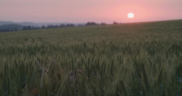 Little cute girl playing in a wheat field during sunset