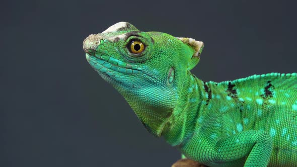 Helmet-bearing Basilisk Sitting on Wooden Snag at Black Background. Close Up