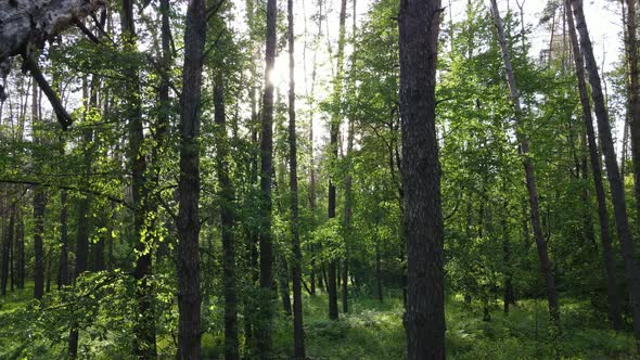 Summer Forest with Pine Trees Slow Motion