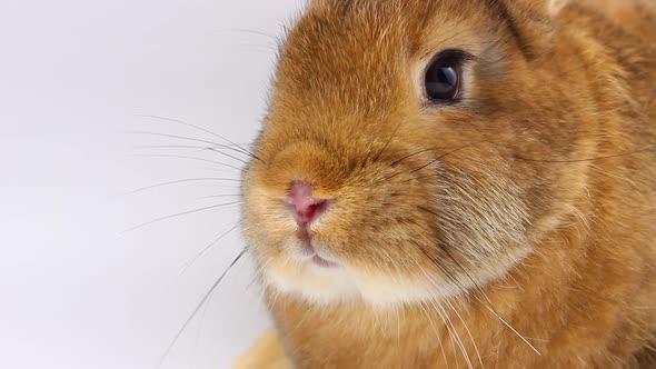 a Small Fluffy Brown Rabbit with a Large Mustache Wiggles Its Nose Closeup on a Gray Background