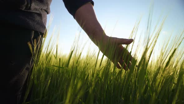 Landowner inspects a crop of wheat. Agriculture. Farmer strokes spikelets of barley.