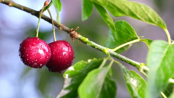 Beautiful Two Red Cherries Hanging From the Tree Grandfather Rain Time