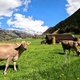 Beautiful Alpine Landscape Cows grazing in Swiss village - VideoHive Item for Sale
