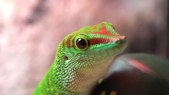 Macro view of giant day gecko licking its mouth