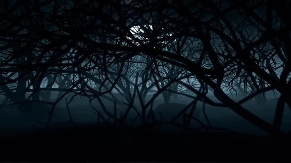 Halloween In Night Forests 03 HD