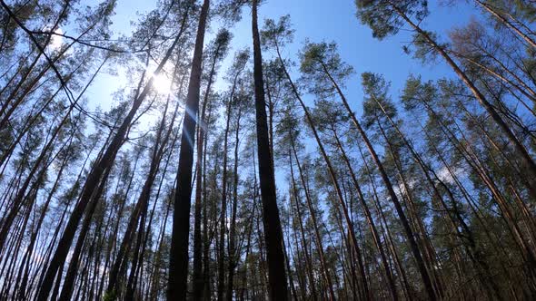 Forest with Pine Trees During the Day POV