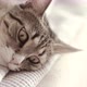 Resting Cat - VideoHive Item for Sale
