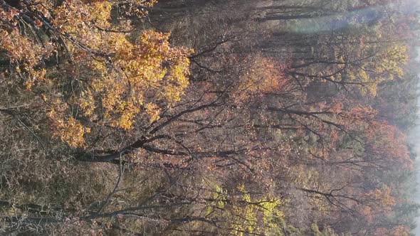 Vertical Video of Trees in the Forest in Autumn