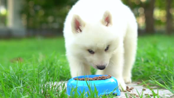 White Siberian Husky Puppy Eating Dry Food From Bowl