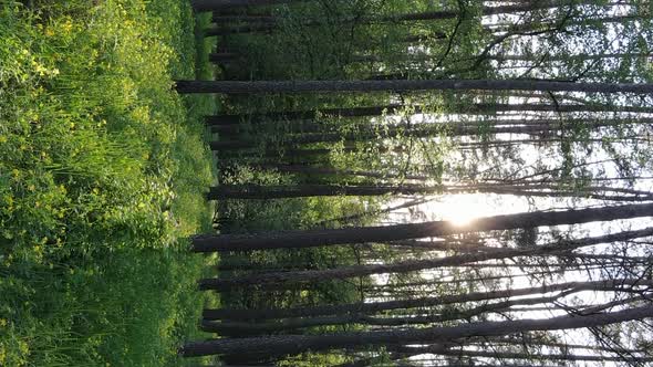 Vertical Video of a Forest with Pine Trees