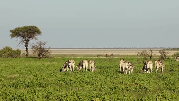 Plains Zebras On Etosha Plains