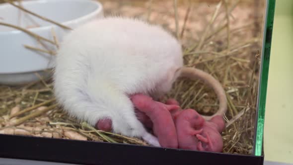 White Rat with Newborns