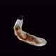 Larva of soil gnats, Sciaridae family under microscope. - VideoHive Item for Sale