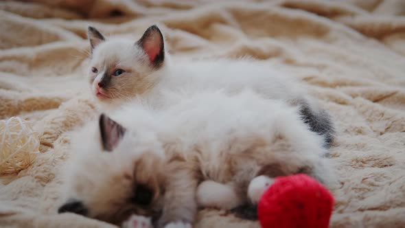 Two Little Kitten is Sleeping