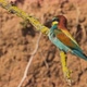 European Beeeater or Merops Apiaster - VideoHive Item for Sale