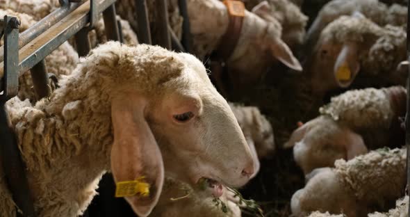 Sheeps on a Flock Farm