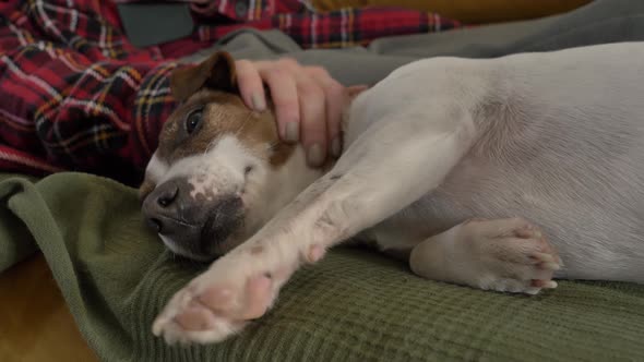 Woman lying on sofa and pet a dog