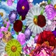 Falling Flowers - VideoHive Item for Sale