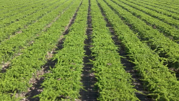 Aerial shot of rows of grape vines on a large farm in California