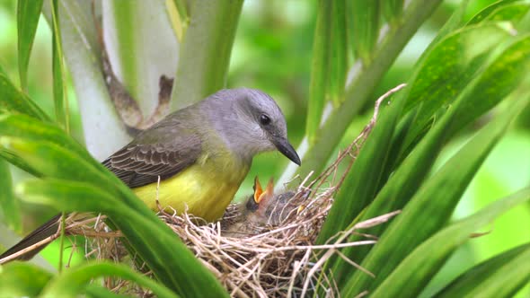 Mother bird warms her newborns. Tropical kingbird. Tyrannus melancholicus