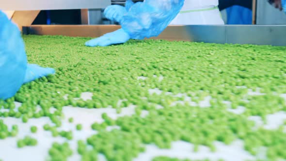 Green Peas are Getting Sorted By Factory Employees in Gloves