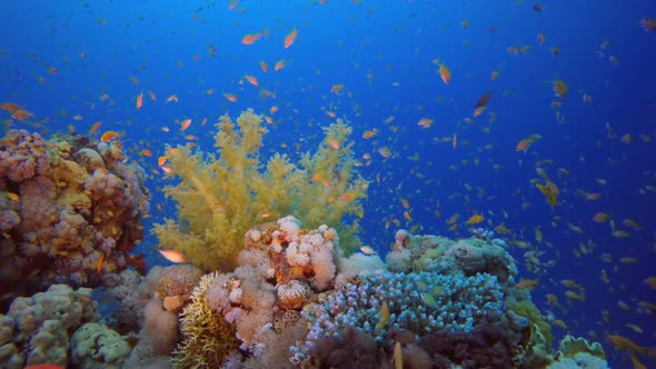 Soft Coral Broccoli and Colorful Fishes