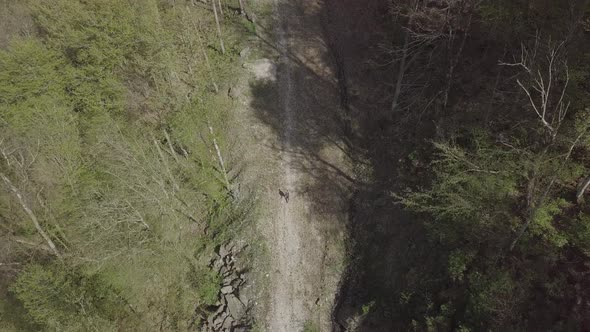 Aerial view of man traveler hiker walking on forest trail in the mountains. Woodland Caucasus Russia