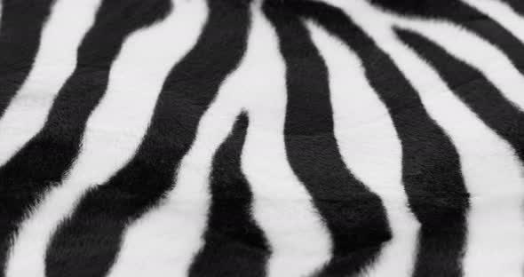 Zebra Fur Fabric Closeup