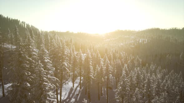 Winter Landscape Glowing By Sunlight in the Morning alt