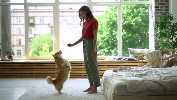 Smart Dog Raise Carpet Jump and Touch Woman Hand to Get Food