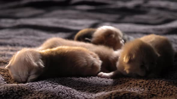 Breastfeeding Little Curious Kittens