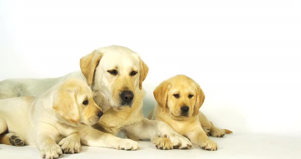 Yellow Labrador Retriever, Bitch and Puppies on White Background, Normandy, Slow Motion 4K