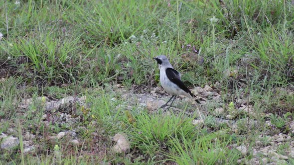 Northern wheatear Oenanthe oenanthe in natural habitat. Catches insects