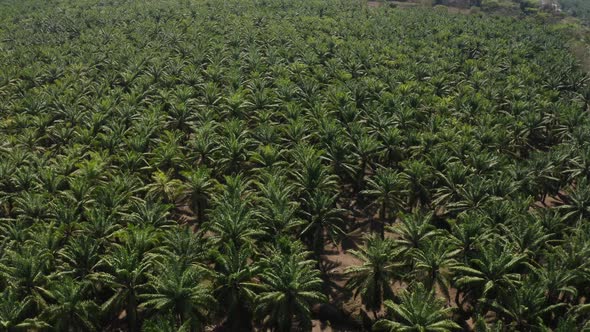 Palm trees plantation in Costa Rica