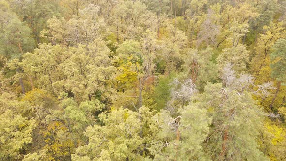 Autumn Forest with Trees By Day