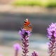 Butterflies and Bees on Meadow Flowers Swaying Beautifully in the Wind - VideoHive Item for Sale
