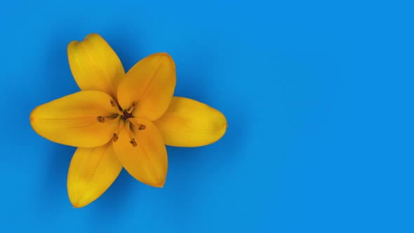 Timelapse Loop of One Orange Lily Flower