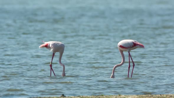 flamingo bird nature wildlife reserve delta ebro lagoon