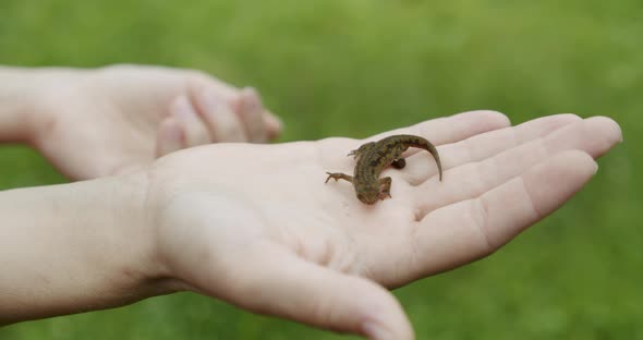 A Female Hands Holds a Lizard in His Hand