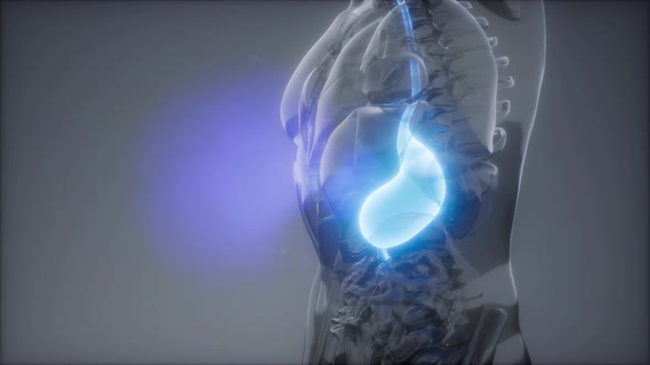 Human Stomach Radiology Exam alt