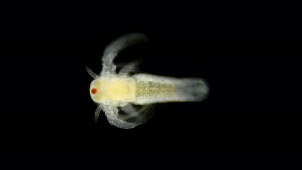 Movement Larvae, Nauplios Artemia Salina