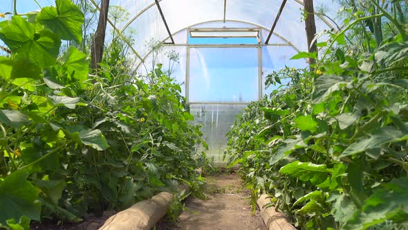 Seedlings of Cucumbers and Tomatoes Bloom in a Bright Spacious Greenhouse in an Eco-friendly