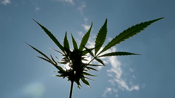 Cannabis blooming flower backlight blue sky and clouds