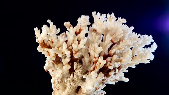 Marine Coral, Material Against, Black, Blue Backlight To the Right, Rotation, Closeup