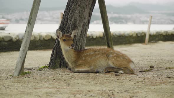 Lonely deer laying on the ground at Itsukushima island in Miyajima with ferry boat passing by in the